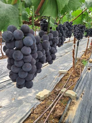 포도님의 포도 · 자유게시판 작성글 사진