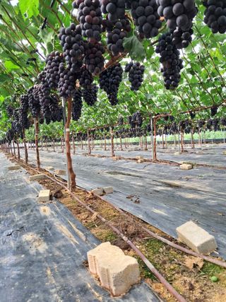 포도님의 포도 · 자유게시판 작성글 사진