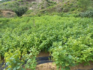 손종철님의 들깨 · 영농일지 작성글 사진