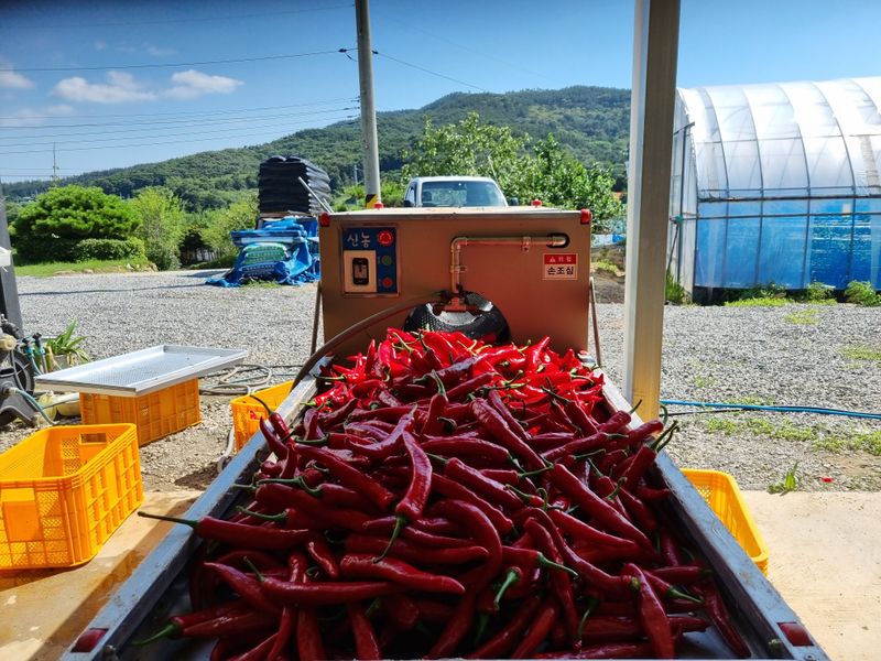 공석래님의 장터 판매 상품 [햇고추가루 직거래 판매 ] 첨부 사진