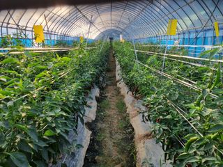 공석래님의 작성글 사진