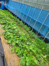 팜모닝 상추·영농일지 게시글 이미지