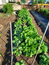 팜모닝 배추·영농일지 게시글 이미지