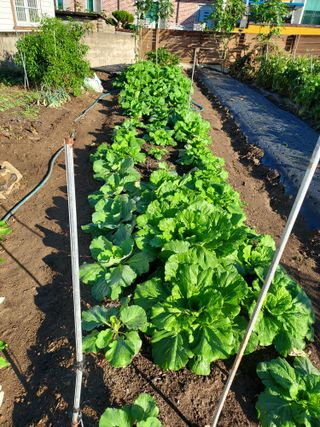 밀양농부딸기긔님의 배추 · 영농일지 작성글 사진