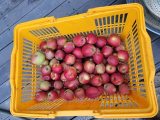 천산님의 사과 · 영농일지 작성글 사진