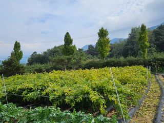 마중물0715님의 들깨 · 영농일지 작성글 사진