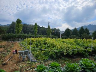 마중물0715님의 들깨 · 영농일지 작성글 사진