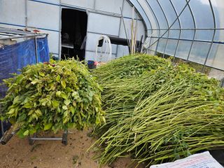 마중물0715님의 들깨 · 영농일지 작성글 사진