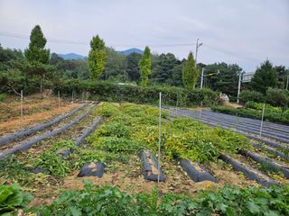 마중물0715님의 들깨 · 영농일지 작성글 사진