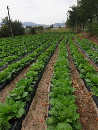 고추29286님의 배추 · 영농일지 작성글 사진