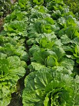 팜모닝 배추·영농일지 게시글 이미지