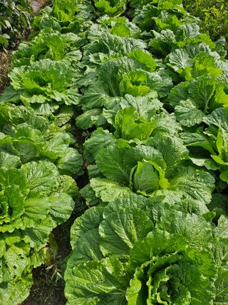 프로님의 배추 · 영농일지 작성글 사진