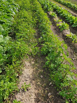 프로님의 배추 · 영농일지 작성글 사진