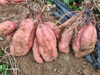 김선오6251556님의 고구마 · 영농일지 작성글 사진