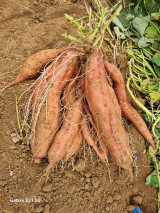 김선오6251556님의 고구마 · 영농일지 작성글 사진