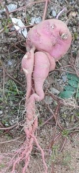 팜모닝 자유주제·자유게시판 게시글 이미지