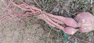 심 영훈님의 자유주제 · 자유게시판 작성글 사진