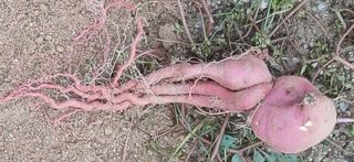 심 영훈님의 자유주제 · 자유게시판 작성글 사진