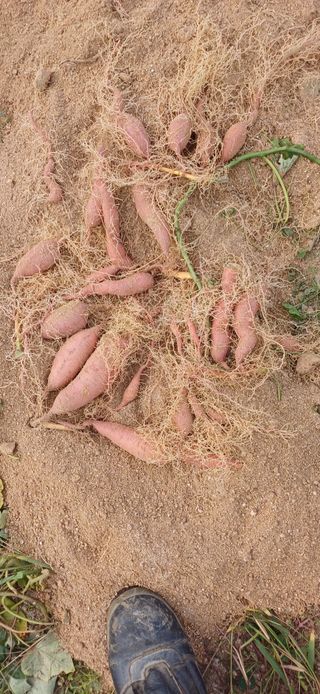 심 영훈님의 자유주제 · 자유게시판 작성글 사진