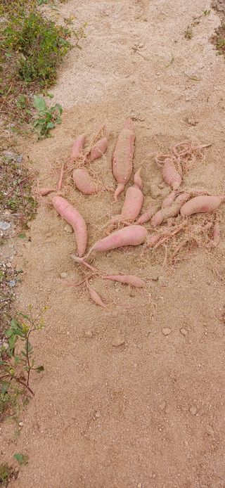 심 영훈님의 자유주제 · 자유게시판 작성글 사진