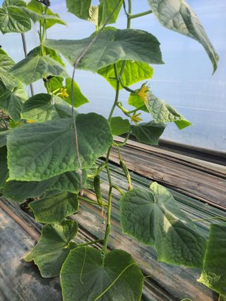 표고버섯20992님의 오이 · 영농일지 작성글 사진