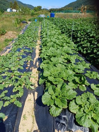 남궁봉님의 배추 · 영농일지 작성글 사진