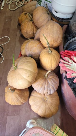 포항 농민66님의 참깨 · 영농일지 작성글 사진