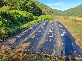 수기님의 양파 · 영농일지 작성글 사진