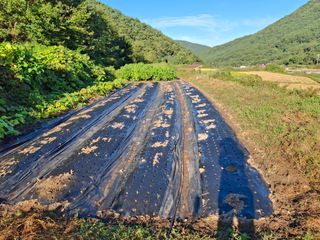 수기님의 양파 · 영농일지 작성글 사진