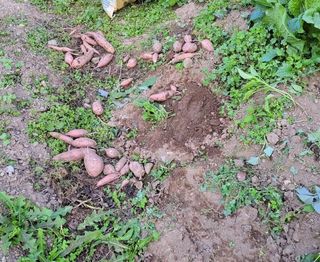 대파16548님의 자유주제 · 자유게시판 작성글 사진