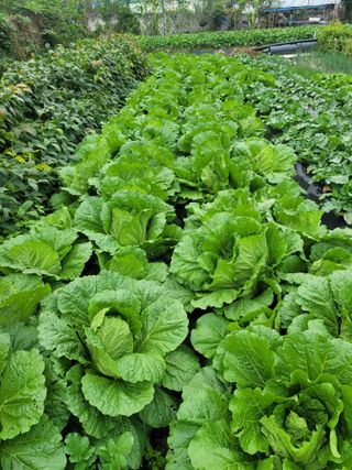 농부(홍)님의 배추 · 영농일지 작성글 사진