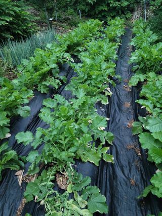 체리 김성자님의 배추 · 영농일지 작성글 사진