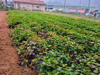 땅땅님의 고구마 · 자유게시판 작성글 사진