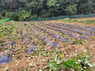 땅땅님의 고구마 · 자유게시판 작성글 사진