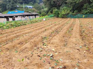 땅땅님의 고구마 · 자유게시판 작성글 사진