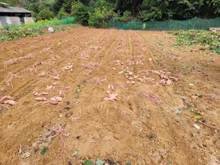 땅땅님의 고구마 · 자유게시판 작성글 사진