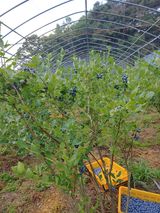 팜모닝 블루베리·영농일지 게시글 이미지