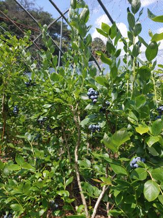 유기농 블루베리 농님의 블루베리 · 영농일지 작성글 사진