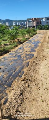 팜모닝 마늘·영농일지 게시글 이미지