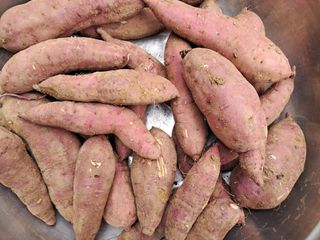 김기한님의 🍠고구마 농협 수매가 아시나요? · 참여글 작성글 사진