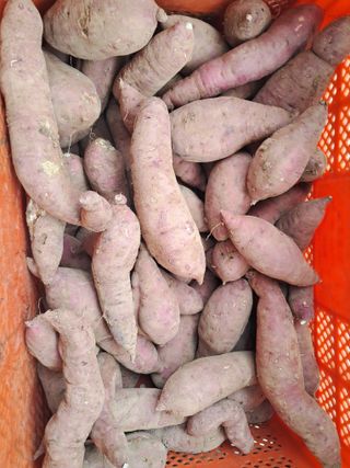 김기한님의 🍠고구마 농협 수매가 아시나요? · 참여글 작성글 사진