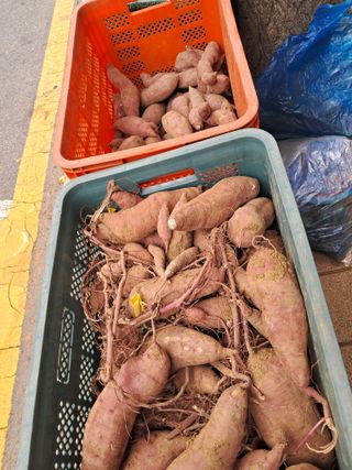 김기한님의 🍠고구마 농협 수매가 아시나요? · 참여글 작성글 사진