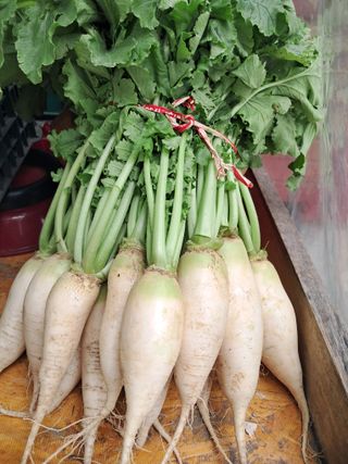 김기한님의 양배추 · 영농일지 작성글 사진