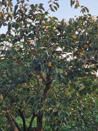 시금치7516최영숙님의 감 · 영농일지 작성글 사진