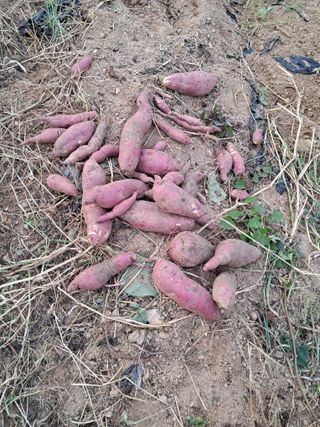 전희분님의 🍠고구마 농협 수매가 아시나요? · 참여글 작성글 사진