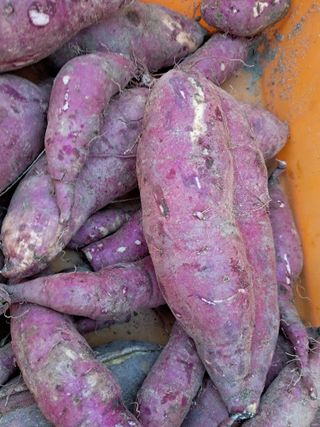 전희분님의 🍠고구마 농협 수매가 아시나요? · 참여글 작성글 사진