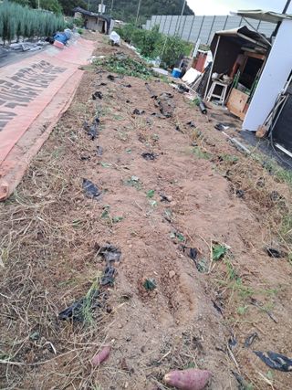 전희분님의 🍠고구마 농협 수매가 아시나요? · 참여글 작성글 사진