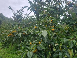 청도반시댁님의 감 · 영농일지 작성글 사진