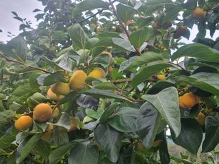 청도반시댁님의 감 · 영농일지 작성글 사진