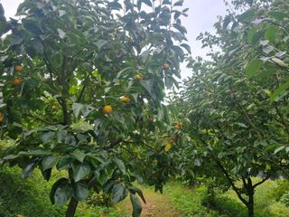 청도반시댁님의 감 · 영농일지 작성글 사진